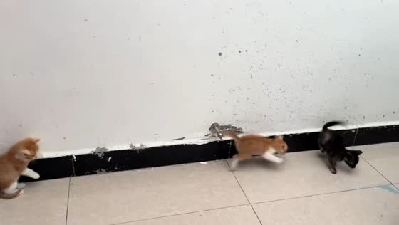 Kittens jump in sync after hiss sound in Chongqing, China
