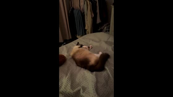 Cat’s playful act after pretending to get slashed in Great Yarmouth, UK