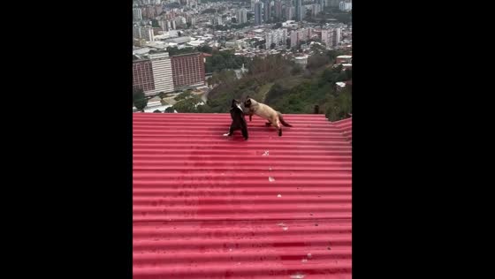 Cats fight fiercely on Caracas roof despite efforts to separate them