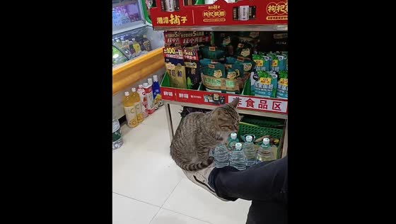 Cat sits comfortably on a raised foot