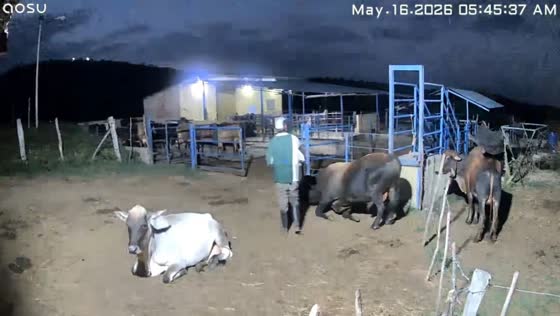 Bull attacks farm worker during early morning incident in Duaca, Lara, Venezuela