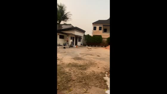 Woman chased by ram in Benin City, Nigeria