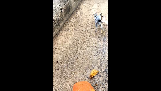 Fast-moving crab surprises beachgoer in Quy Nhon, Vietnam