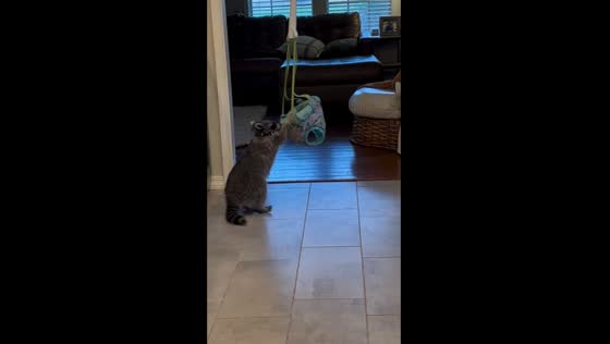 Ceiling-swinging raccoon: mastering indoor adventures in Russellville, Arkansas