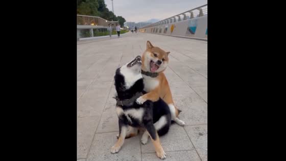 Playful pups in Hong Kong: joyful doggy hug and spin