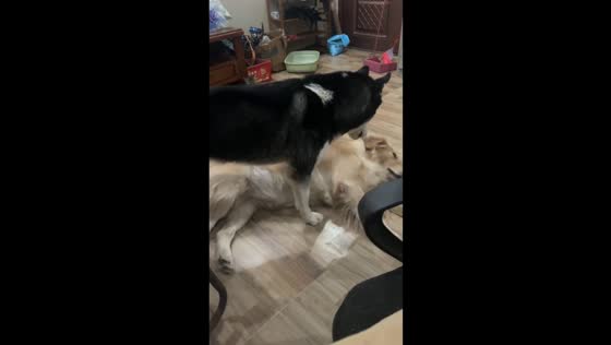 Husky playfully wakes up sleepy golden retriever in Jiangxi, China