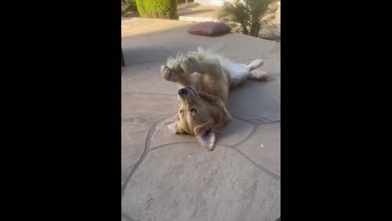 Dog balances and plays with tennis balls solo in Arizona, USA