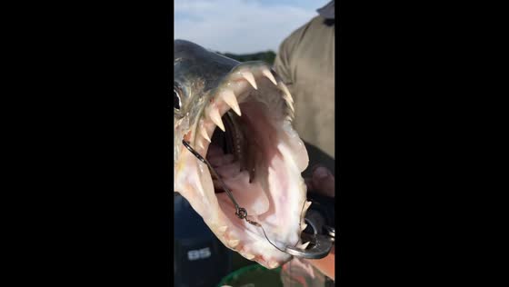 Man shows off huge sharp-toothed fish catch in Wisconsin, USA