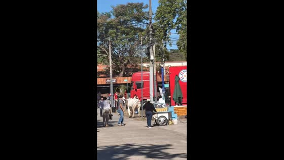 Escaped cow causes chaos in Mariano Roque Alonso, Paraguay