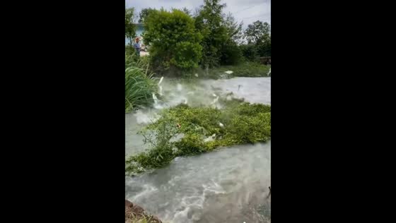 Fishes seen jumping in strong river current after rain in Guizhou, China