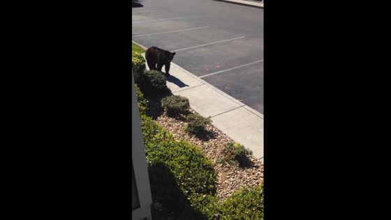 Bear encounter in Gatlinburg