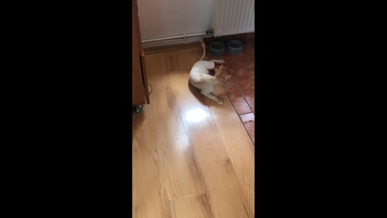 Cat struggles to jump after anesthesia in Iasi, Romania