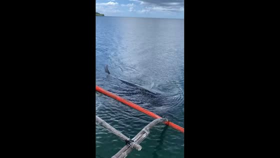 Whale shark approaches boat, Masbate, Philippines