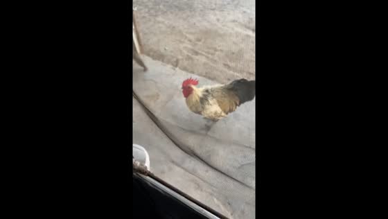 Rooster chases man after being startled in Shandong, China