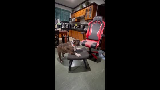 Smart bulldog ingeniously solves chair climbing challenge