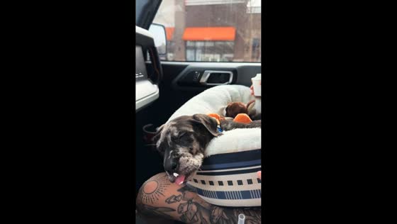 Dog gets playfully teased with cream while sleeping in Tennessee, USA