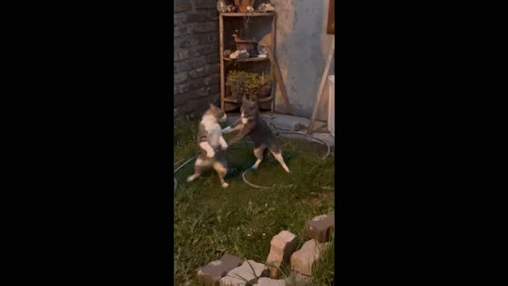 Two cats tumble off a rooftop during a fight in Zapala, Argentina