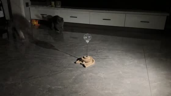 Cat startled by moving shadow in Chongqing, China
