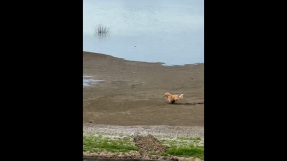 Golden retriever gets covered in mud while playing by riverside in Shandong, China
