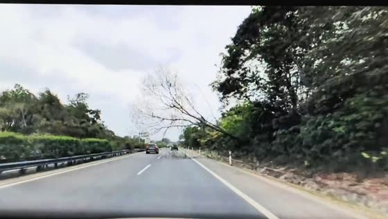 Falling tree causes car crash on highway in Hainan, China