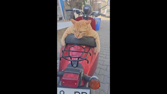 Turkish cat refuses to be left behind, clings to owner's motorcycle