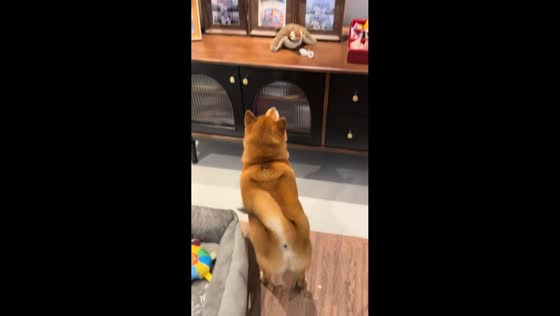 Shiba Inu happily plays with toy bird in Shanghai, China