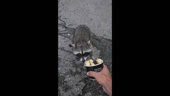 Raccoon takes food while others hide under trash bins in Cambridge, Ontario 