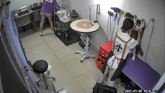 Adorable Alaskan Malamute delights groomer in Jilin, China
