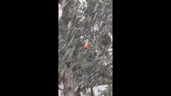 Winter serenity: snowfall blankets St. Louis as lone bird braves the chill