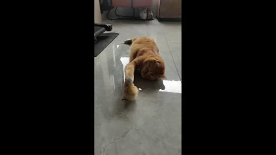 Cat gently plays with chick inside home in Jiangsu, China