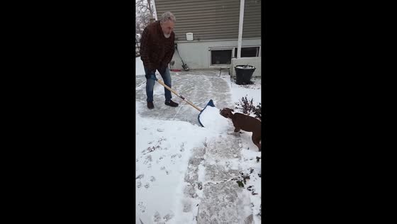 Pet doogs leap into snow during backyard play in Vernon, Canada