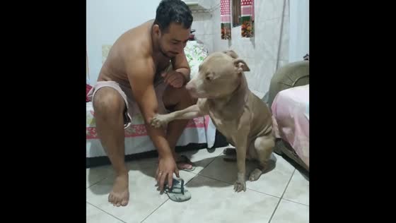 Yori's playful intervention: a dog's protective gesture