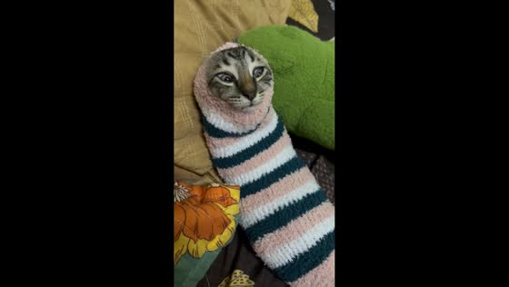 Cat relaxes inside stocking beside owner in Kuching, Malaysia