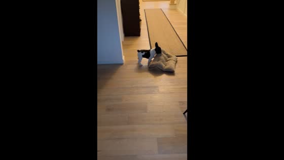 Puppy Joey's bedtime adventures: dragging brother Chandler's bed