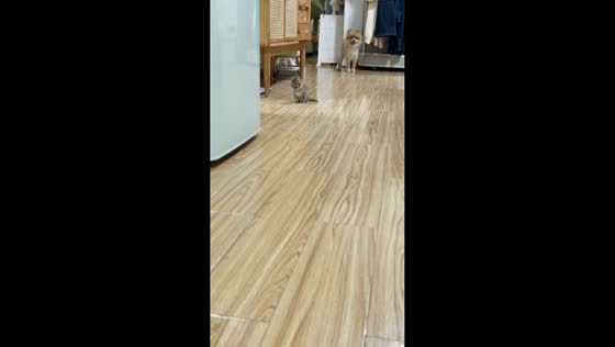 Kitten adorably walks sideways toward its owner after being called in Henan, China