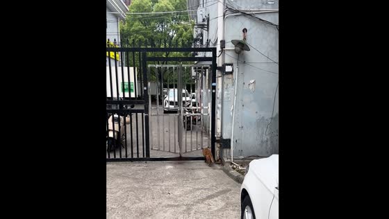 Cat slides under rotating gate moving in opposite direction in Shanghai
