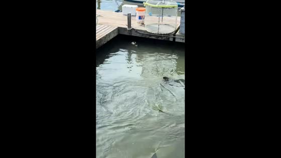 Sharks and alligator feed on scraps at boat dock in Hilton Head, South Carolina