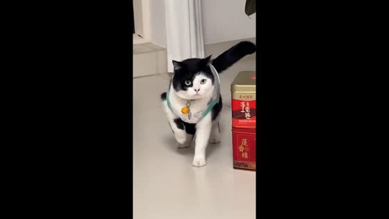 Cat mimics owner’s hop in Guangxi, China