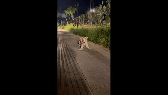 Puppy performs hard brake while running in China