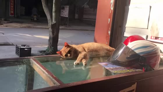 Orange cat falls off glass cabinet after stretching in Guangxi, China