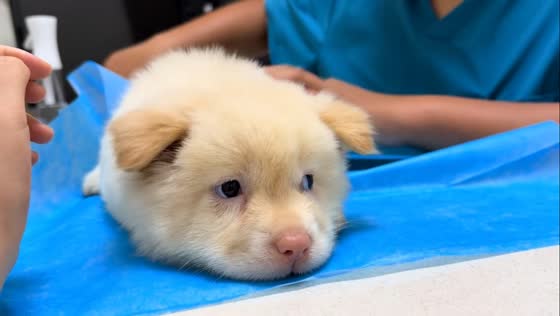 Puppy calmly receives vaccine at veterinarian in Shandong, China