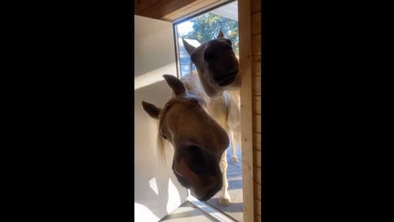 Hungry horses: curious duo can't resist a snack peek