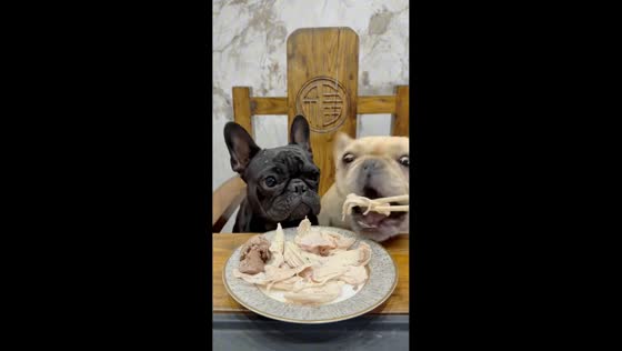 Two French Bulldogs compete for food in Hebei, China