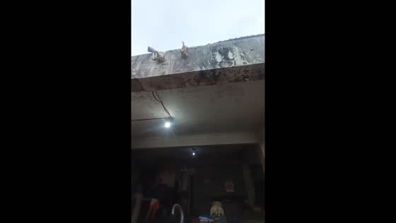 Man saves stranded kittens using umbrella in Pasig, Metro Manila