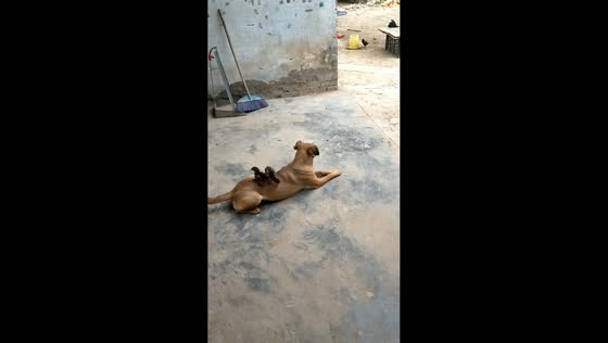 Dog patiently lets two chicks climb onto its back in Henan, China