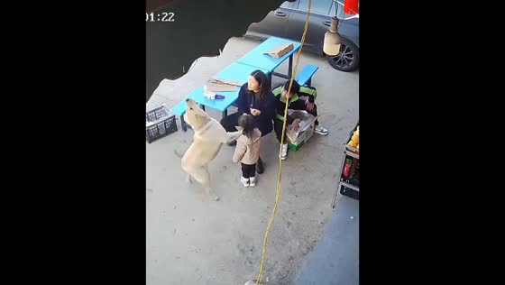 Dog accidentally knocks over girl during treat catch in Chongqing, China