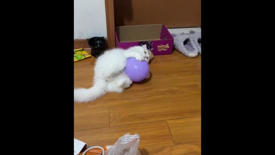 Cat plays with balloon in Jiangsu, China