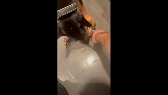 Playful dog teases owner with rope toy in Walnut Creek, California, USA