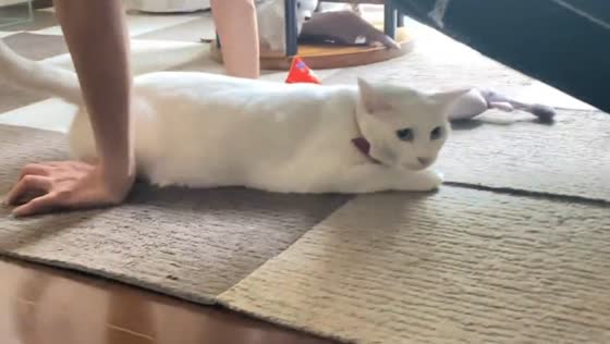 When a man does push-ups, the cat tries to help him!