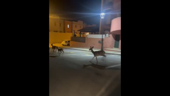 Motorcyclist spots deer running through streets in Huelva, Spain